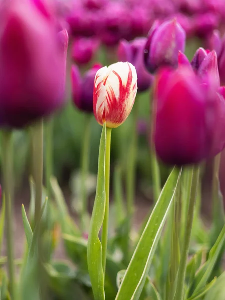 Tulip Flower Field Close Nature Background Spring Season — Stock Photo, Image