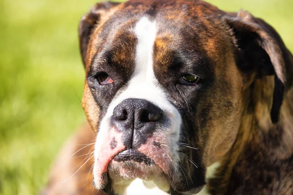 Imádnivaló Boxer Dog Lazít Füvön Odakint Napsütés — Stock Fotó