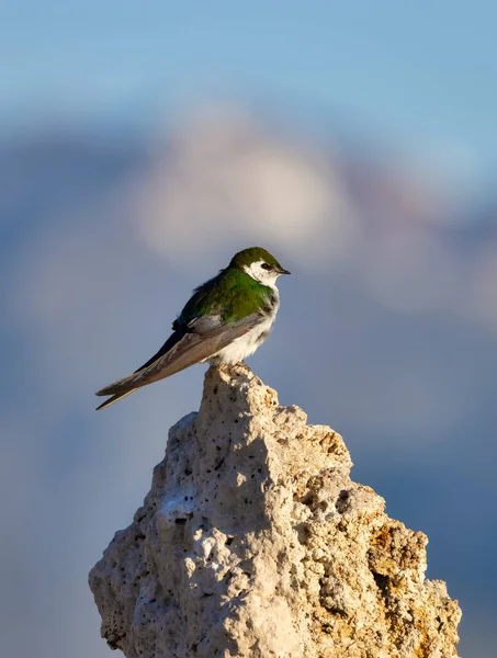 Mały Ptaszek Siedzący Tufa Rock Nad Jeziorem Mono Lee Vining — Zdjęcie stockowe