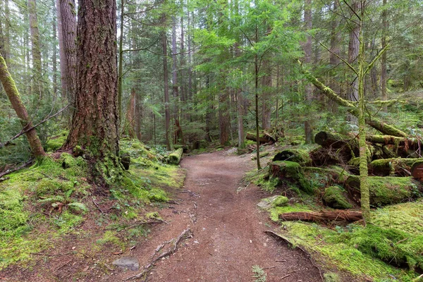Trilha Caminhada Uma Floresta Vibrante Com Árvores Verdes Natureza Canadense — Fotografia de Stock