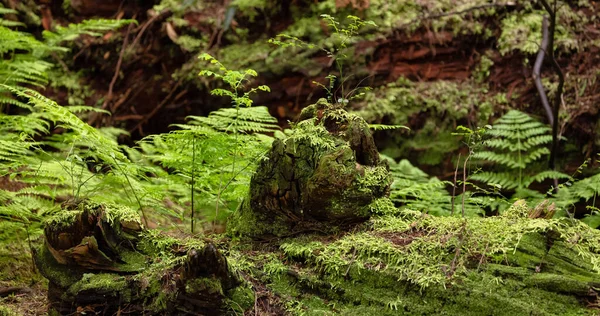 Corteza Árbol Con Musgo Primer Plano Fondo Columbia Británica Canadá —  Fotos de Stock