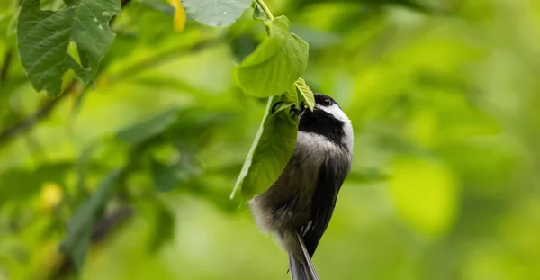 Malý Ptáček Sedí Větvi Zeleném Lese Jarní Sezóna Britská Kolumbie — Stock fotografie