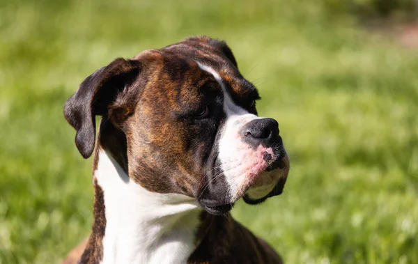 Imádnivaló Boxer Dog Lazít Füvön Odakint Napsütés — Stock Fotó