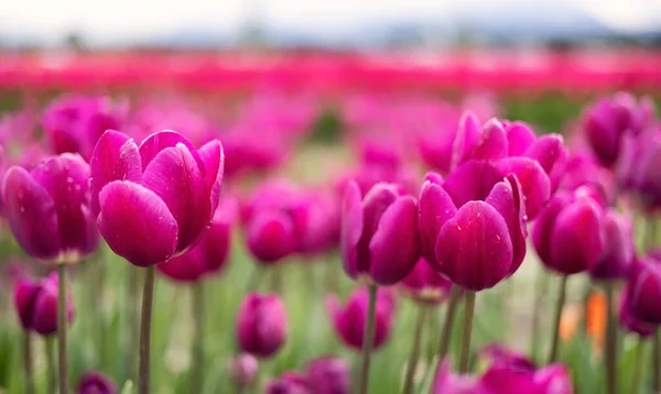 Tulip Flower Field Close Nature Background Spring Season — Stock Photo, Image