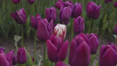 Lale çiçeği tarlası. Doğayı Kapat Arkaplanı. Bahar sezonu.