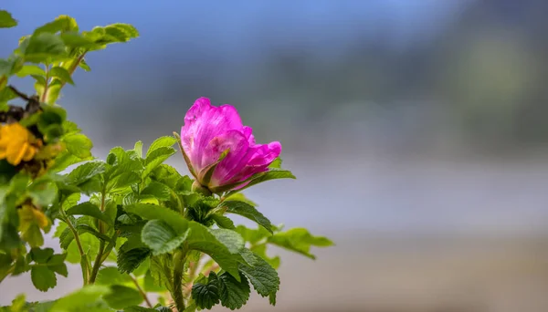 Rosa Blüten Und Grüne Blätter Aufgenommen Einem Stadtpark Großraum Vancouver — Stockfoto