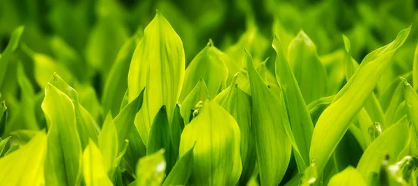 Närbild Utsikt Över Färgglada Gröna Blad Trädgården Hjortsjöparken Tagen Burnaby — Stockfoto