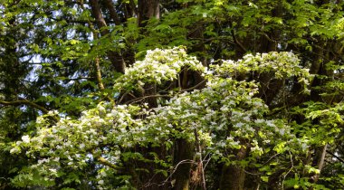 Ormandaki ağaçtaki beyaz çiçekler. Doğa Arkaplanı. Whytecliff Park, West Vancouver, British Columbia, Kanada 'da çekilmiş. Çiçekli odun