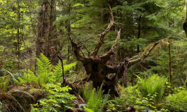 Yeşil Kanada Ormanı 'nda devrilmiş ağaç kökü. Deniz Feneri Parkı, Batı Vancouver, British Columbia, Kanada. Doğa Arkaplanı