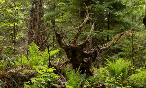 Raiz Árvore Caída Floresta Canadense Verde Lighthouse Park West Vancouver — Fotografia de Stock