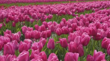 Lale çiçeği tarlası. Doğayı Kapat Arkaplanı. Bahar sezonu.