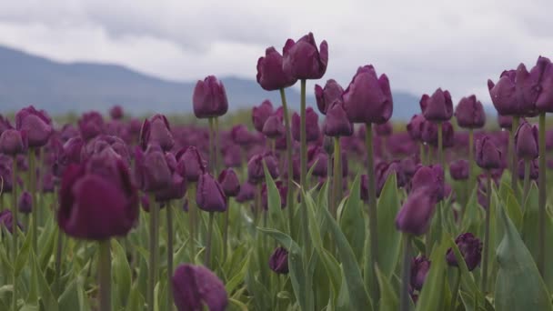 Tulip Flower Field Close Nature Background Spring Season — Stock video