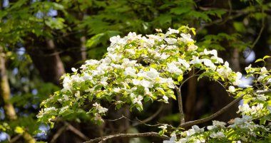 Ormandaki ağaçtaki beyaz çiçekler. Doğa Arkaplanı. Whytecliff Park, West Vancouver, British Columbia, Kanada 'da çekilmiş. Çiçekli odun