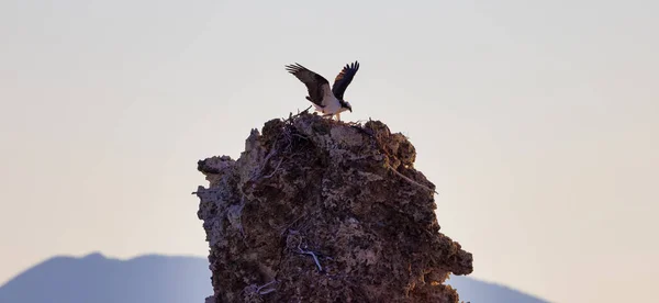 Osprey Bird Nest Nad Jeziorem Mono Lee Vining Kalifornia Usa — Zdjęcie stockowe