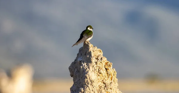 Mały Ptaszek Siedzący Tufa Rock Nad Jeziorem Mono Lee Vining — Zdjęcie stockowe