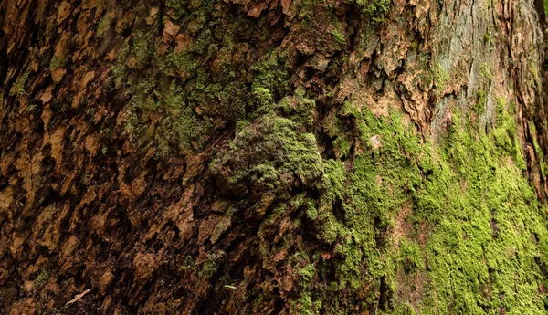 苔の木の樹皮 バックグラウンドを閉めろ カナダのブリティッシュコロンビア州 — ストック写真