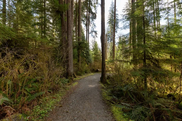 Sendero Bosque Vibrante Con Árboles Verdes Canadian Nature Buntzen Lake — Foto de Stock