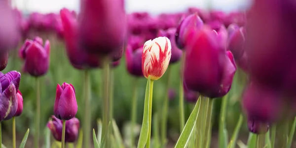 Tulip Flower Field Close Nature Background Spring Season — Stock Photo, Image