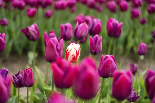 Tulip Flower Field Close Nature Background Spring Season — Stock Photo, Image