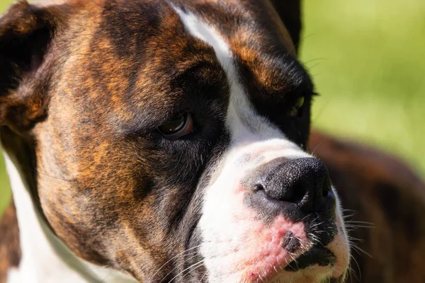Imádnivaló Boxer Dog Lazít Füvön Odakint Napsütés — Stock Fotó