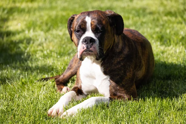 Imádnivaló Boxer Dog Lazít Füvön Odakint Napsütés — Stock Fotó