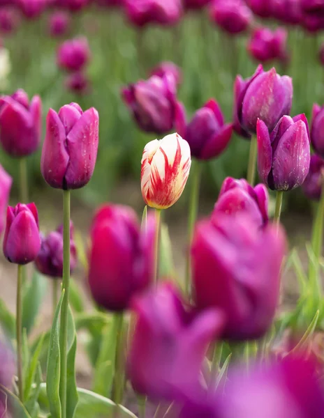 Tulip Flower Field Close Nature Background Spring Season — Stock Photo, Image