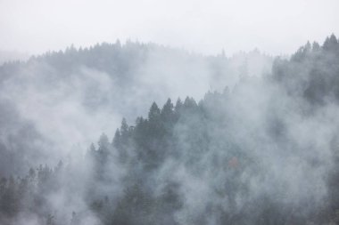 Bulutlar ve sisle kaplı dağın tepesindeki ormandaki yeşil Evergreen Ağaçları. Umpqua Ulusal Ormanı, Oregon, Amerika Birleşik Devletleri. Doğa Arkaplanı