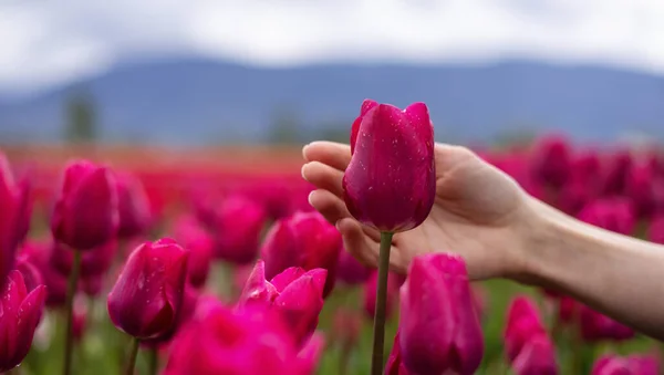 Caucasian Adult Woman Hand Feeling Fresh Tulip Flowers Field Spring — Stock Photo, Image
