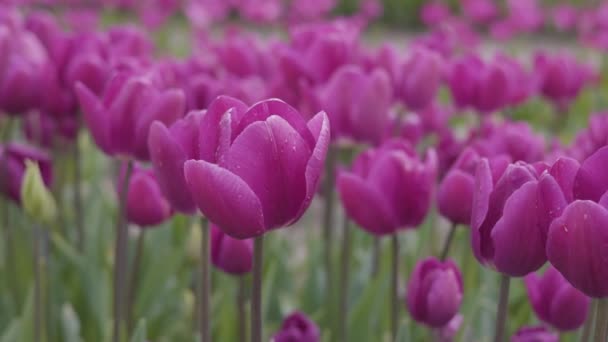 Tulip Flower Field Close Nature Background Spring Season — Wideo stockowe