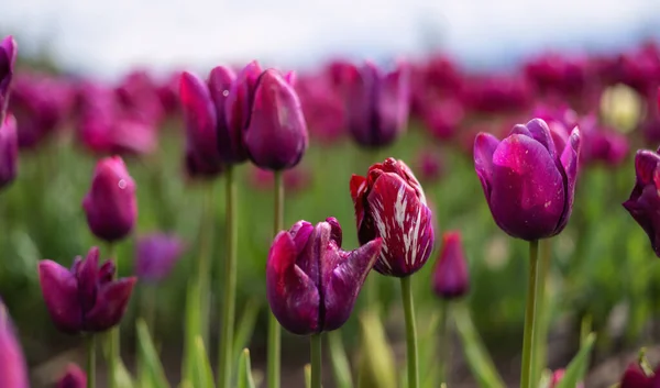 Tulip Flower Field Close Nature Background Spring Season — Stock Photo, Image