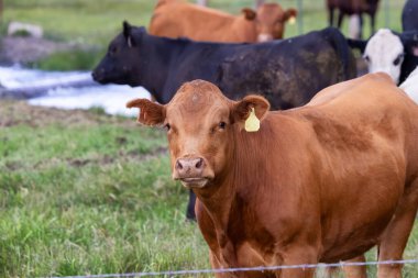 Yeşil tarlada inek. Kaliforniya, Amerika Birleşik Devletleri.
