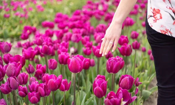 Caucasian Adult Woman Feeling Fresh Tulip Flowers Hand Field Spring — Stock Photo, Image