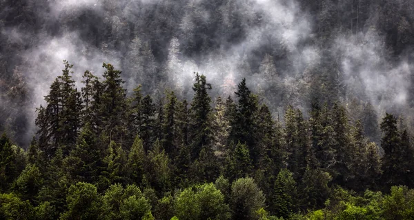 Árvores Verdes Evergreen Uma Floresta Topo Uma Montanha Coberta Nuvens — Fotografia de Stock