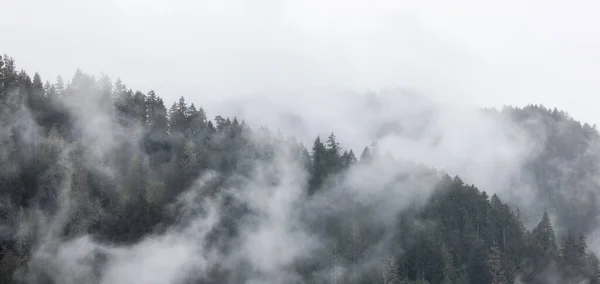 雲と霧に覆われた山の上の森の中の緑の常緑樹 アメリカのオレゴン州 アンプクア国立の森 自然背景 — ストック写真