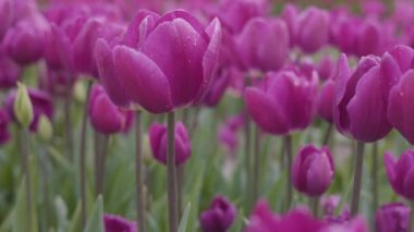 Lale çiçeği tarlası. Doğayı Kapat Arkaplanı. Bahar sezonu.