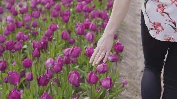 Biała Dorosła Kobieta Ręka Czuje Świeże Kwiaty Tulipana Polu Sezon — Wideo stockowe