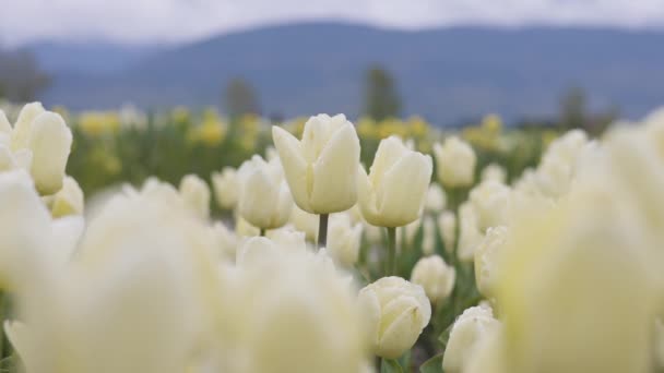 Tulip Flower Field Close Nature Background Spring Season — Stock video