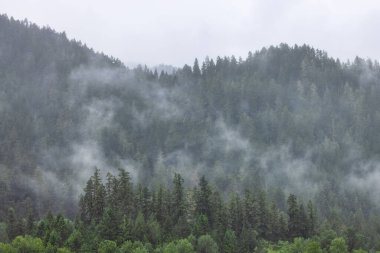 Bulutlar ve sisle kaplı dağın tepesindeki ormandaki yeşil Evergreen Ağaçları. Umpqua Ulusal Ormanı, Oregon, Amerika Birleşik Devletleri. Doğa Arkaplanı
