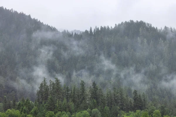 Árvores Verdes Evergreen Uma Floresta Topo Uma Montanha Coberta Nuvens — Fotografia de Stock