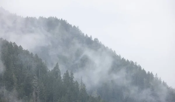 Árboles Verdes Perennes Bosque Cima Una Montaña Cubierta Nubes Niebla — Foto de Stock