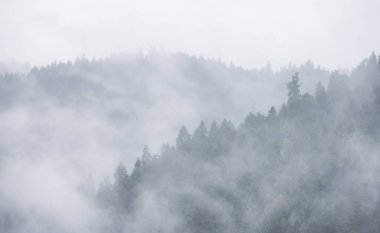 Bulutlar ve sisle kaplı dağın tepesindeki ormandaki yeşil Evergreen Ağaçları. Umpqua Ulusal Ormanı, Oregon, Amerika Birleşik Devletleri. Doğa Arkaplanı