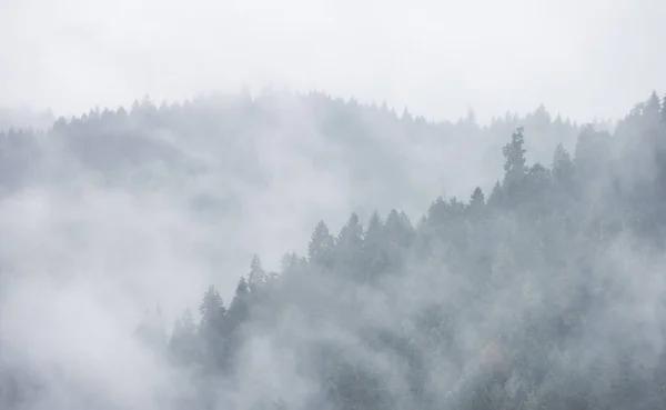 Árboles Verdes Perennes Bosque Cima Una Montaña Cubierta Nubes Niebla — Foto de Stock