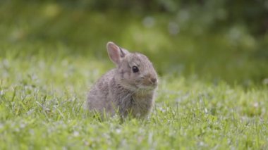 Vahşi Bebek Tavşan oturmuş yeşil çimlerde yemek yiyor. Güneşli bir bahar günü. Yavaş Hareket