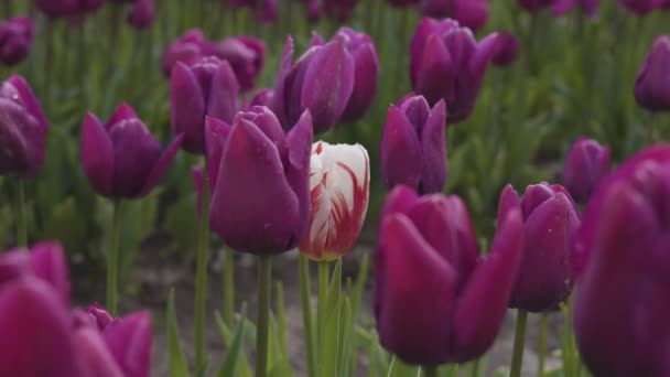 Tulip Flower Field Close Nature Background Spring Season — Stock video