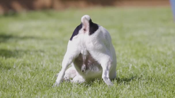 Adorable Juguete Fox Terrier Perro Relajante Hierba Exterior Día Soleado — Vídeo de stock