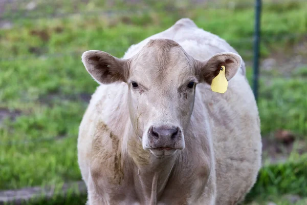 Vache Dans Champ Vert Ciel Nuageux Californie États Unis Amérique — Photo