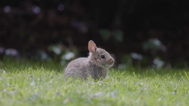 Wild Baby Rabbit Sitting Eating Green Grass Sunny Spring Day — Stock Video