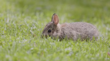 Vahşi Bebek Tavşan oturmuş yeşil çimlerde yemek yiyor. Güneşli bir bahar günü. Yavaş Hareket