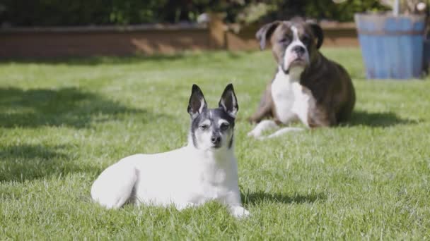 Schattig Speelgoed Fox Terrier Dog Boxer Ontspannen Buiten Gras Zonnige — Stockvideo