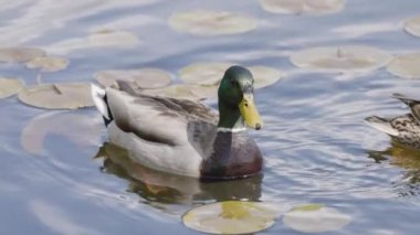 Ördek suda yüzüyor. Güneşli bir gün. Deer Lake, Burnaby, Vancouver, BC, Kanada. Yavaş Hareket